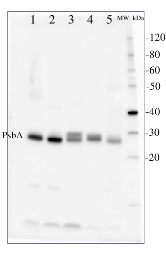 PsbA western blot detection